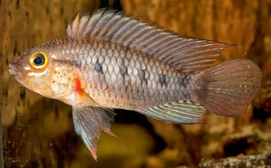 Apistogramma Cinilabra