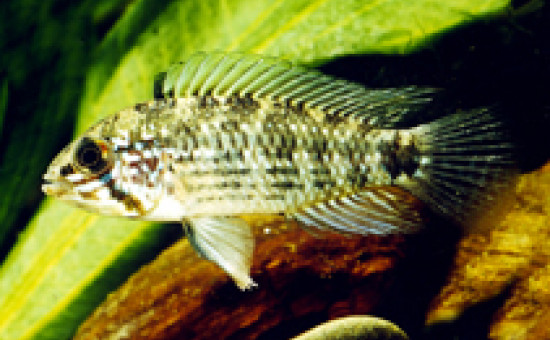 Apistogramma Commbrae