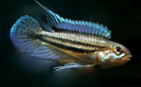 Apistogramma Diplotaenia