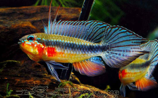 Apistogramma Elizabethae