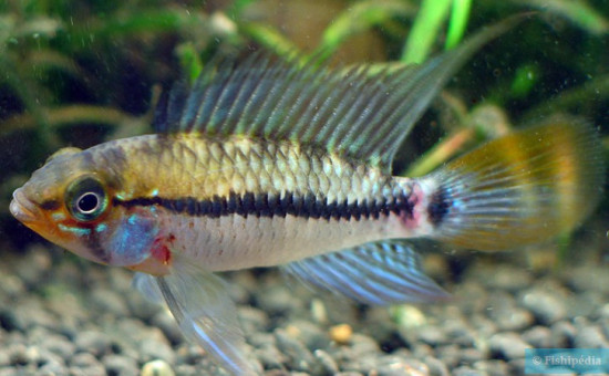 Apistogramma Eunotus