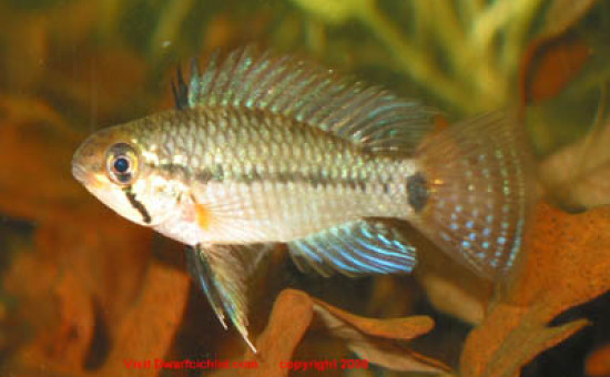 Apistogramma Geisleri