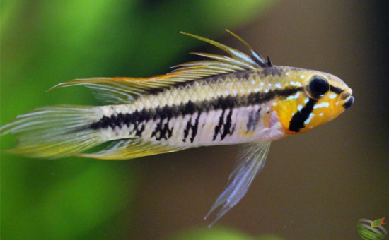 Apistogramma Gibbiceps