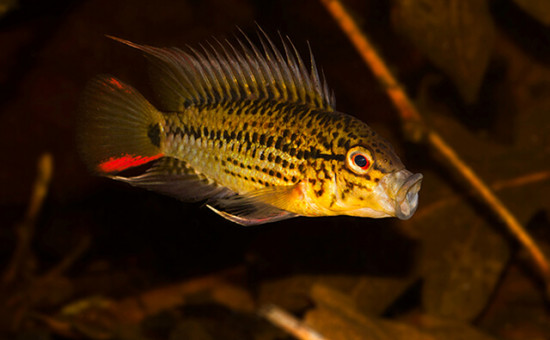 Apistogramma Guttata