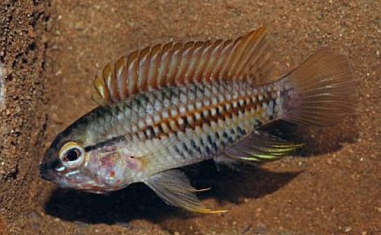 Apistogramma Helkeri