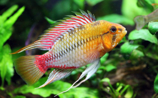 Apistogramma Hongsloi