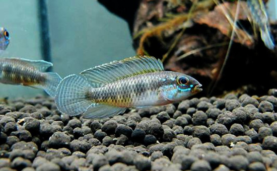 Apistogramma Iniridae