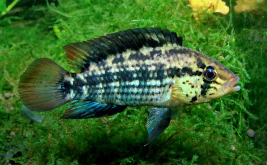 Apistogramma Kullanderi