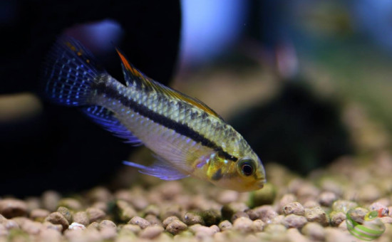 Apistogramma Luelingi