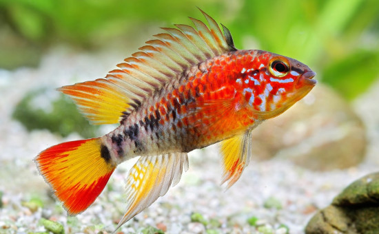 Apistogramma Macmasteri