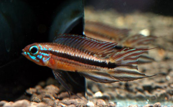 Apistogramma Mendezi