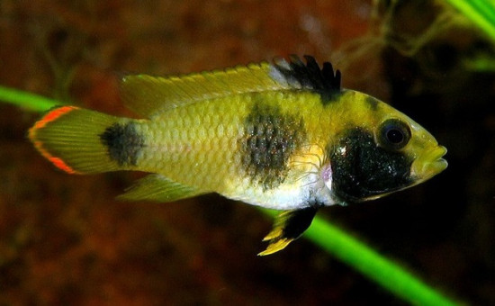 Apistogramma Nijsseni