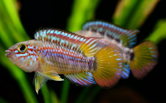 Apistogramma Ortegai