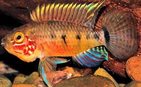 Apistogramma Paulmuelleri