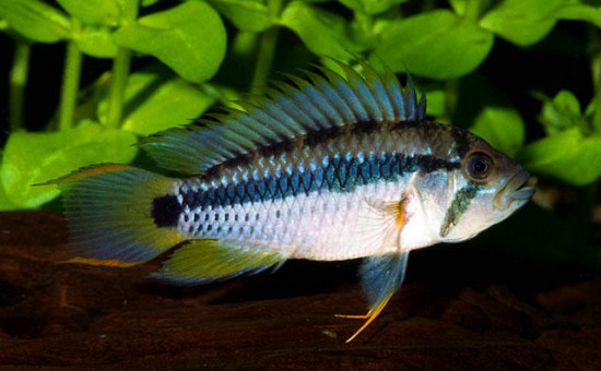 Apistogramma Payaminonis