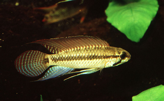 Apistogramma Pertensis