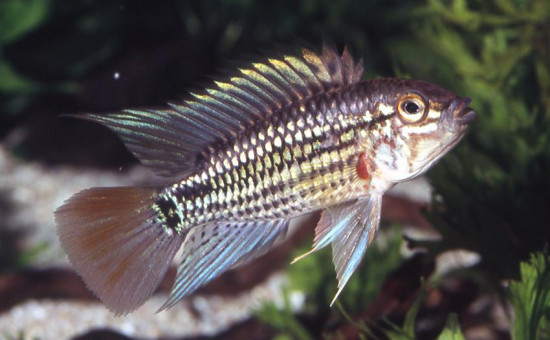 Apistogramma Playayacu