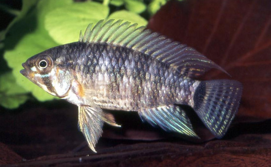 Apistogramma Regani