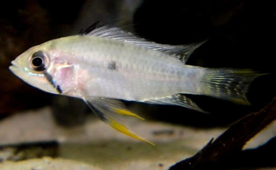 Apistogramma Salpinction