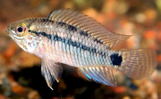 Apistogramma Similis