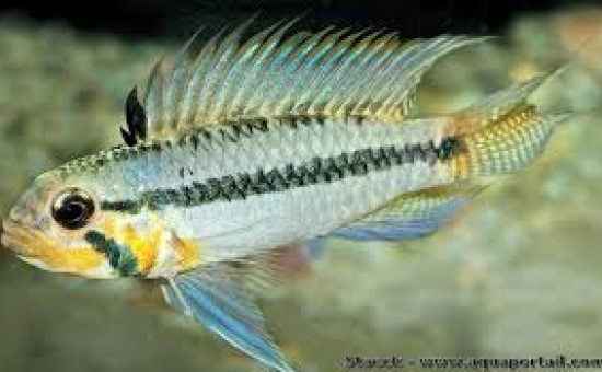 Apistogramma Sororcula