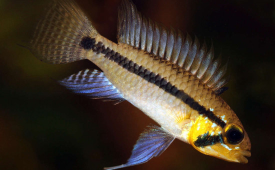 Apistogramma Staecki