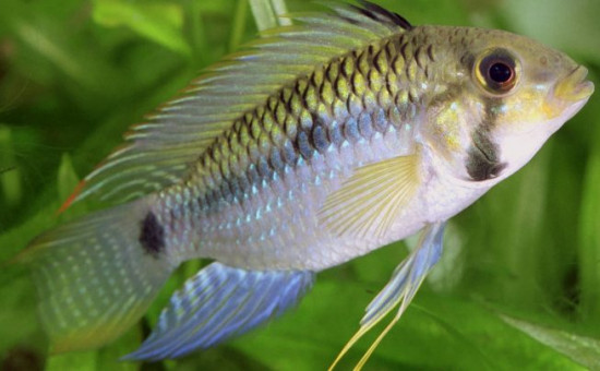 Apistogramma Steindachneri