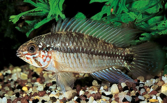 Apistogramma Taeniata