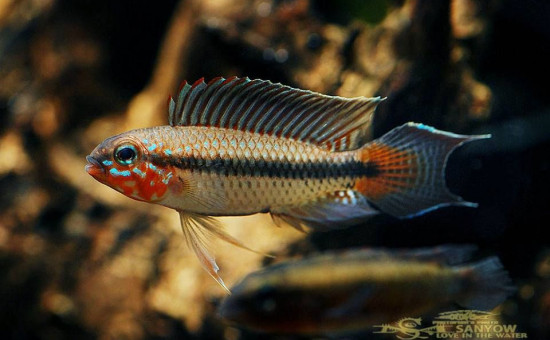 Apistogramma Uaupesi