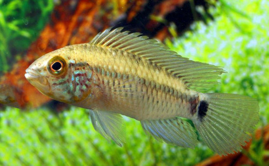 Apistogramma Urteagai