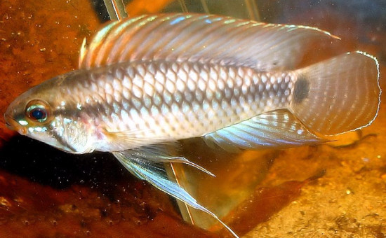 Apistogramma Velifera