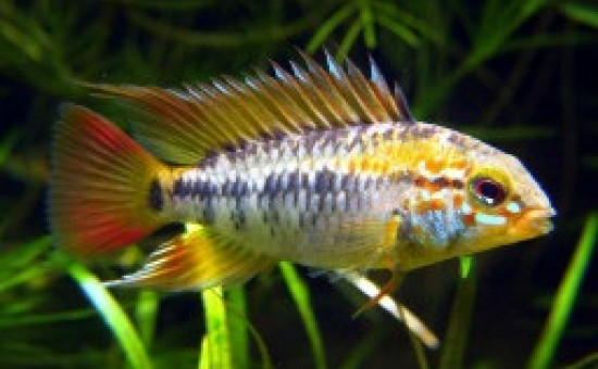 Apistogramma Viejita