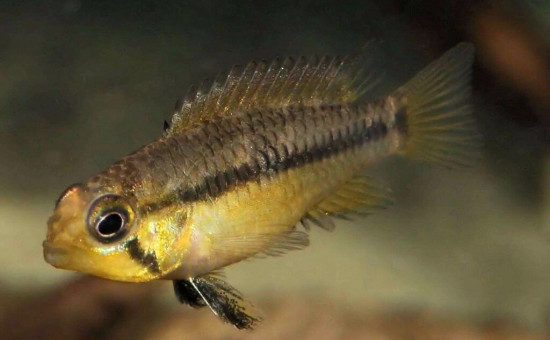 Apistogramma Wapisana