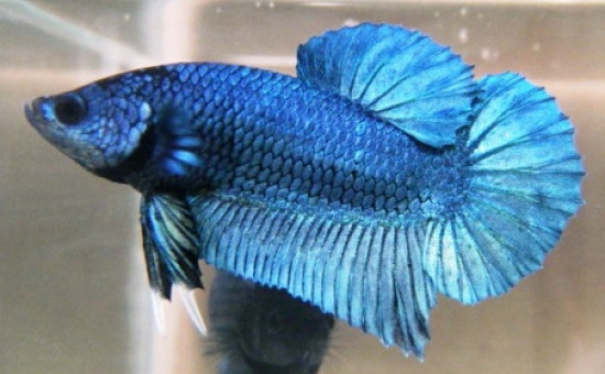 Betta Plakat (Photo Oxyfish)