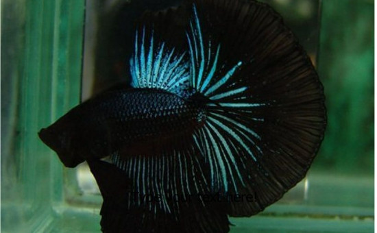 Betta Dentelle Noire (Photo Bettasource)