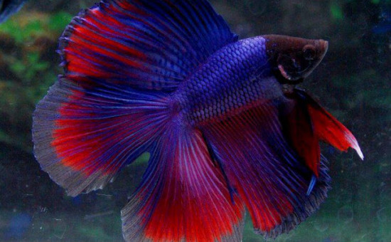 Doubletail (Photo Aquario et bettas)