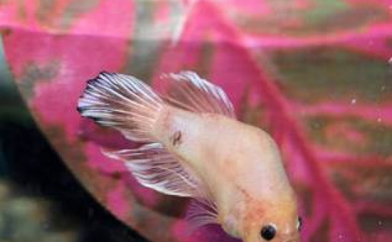 Dos plié (Photo Koi-Bettas)