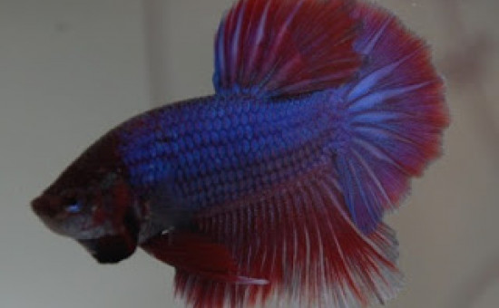 Irisation normale Bleu-Roi (Photo Aquario et Betta)