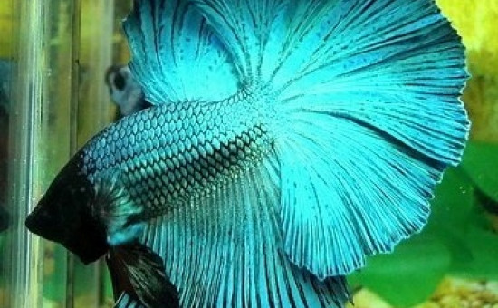 Irisation étendue Bleu-Acier (Photo Aquario et Betta)