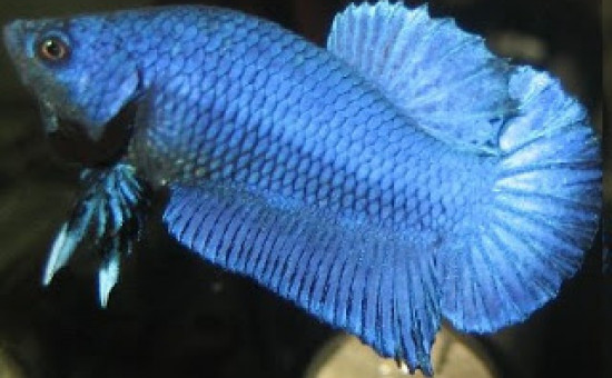 Bleu-Acier Mask (Photo Aquario et Betta)