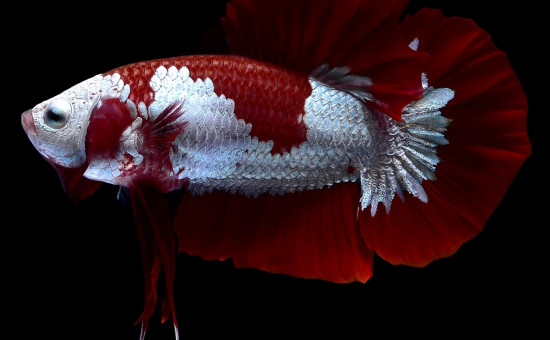 Red Samuraï (Photo Nice Betta Thaïland)