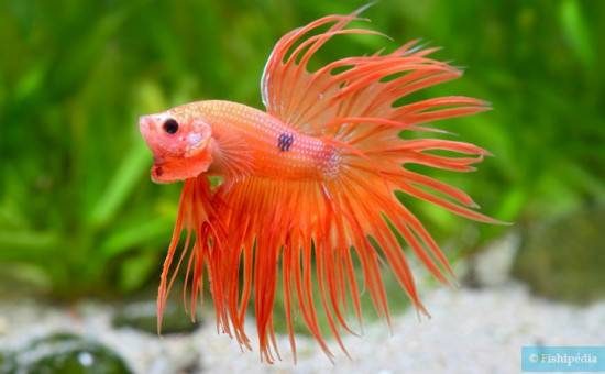 Crowntail (Photo Chris Lukhaup)