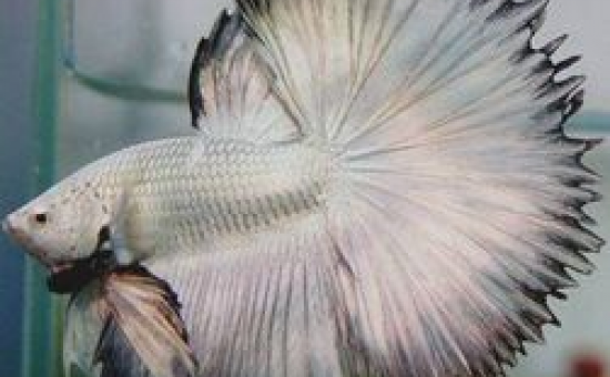 Betta Halfsun (Photo nicebettathailand)