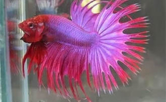 Double rayon primaire et rayons doubles (Photo Koi-Bettas)