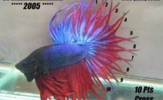 King Crowntail (Photo Kelsonbetta)