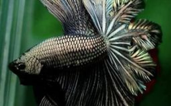 Apache Tail (Photo Koi-Bettas)