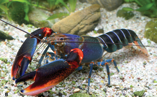 Cherax Alyciae