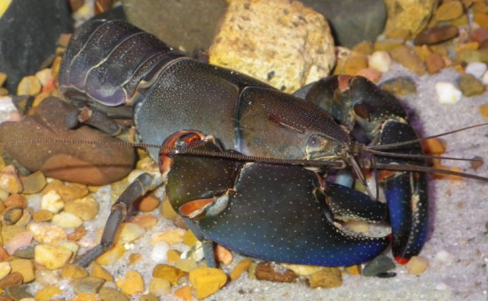 Cherax Depressus