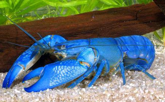 Cherax Destructor