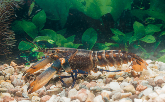 Cherax Gherardii